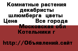 Комнатные растения, декабристы (шлюмберга) цветы › Цена ­ 300 - Все города  »    . Московская обл.,Котельники г.